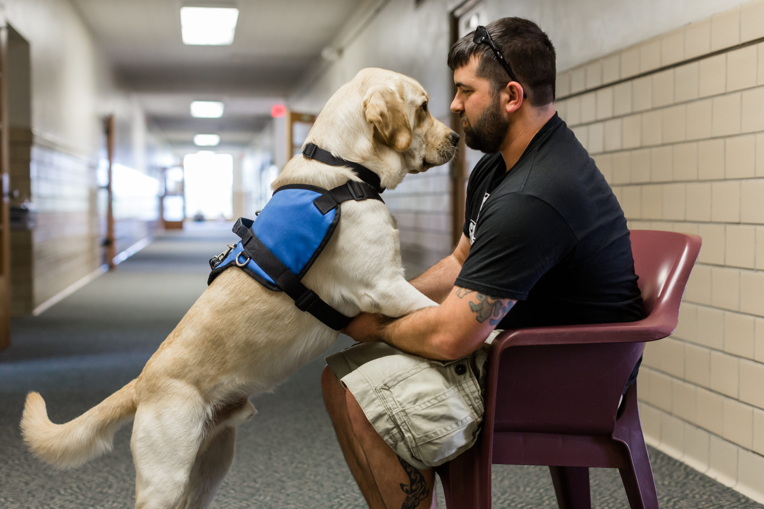 Veteran Assistance Dogs OLD