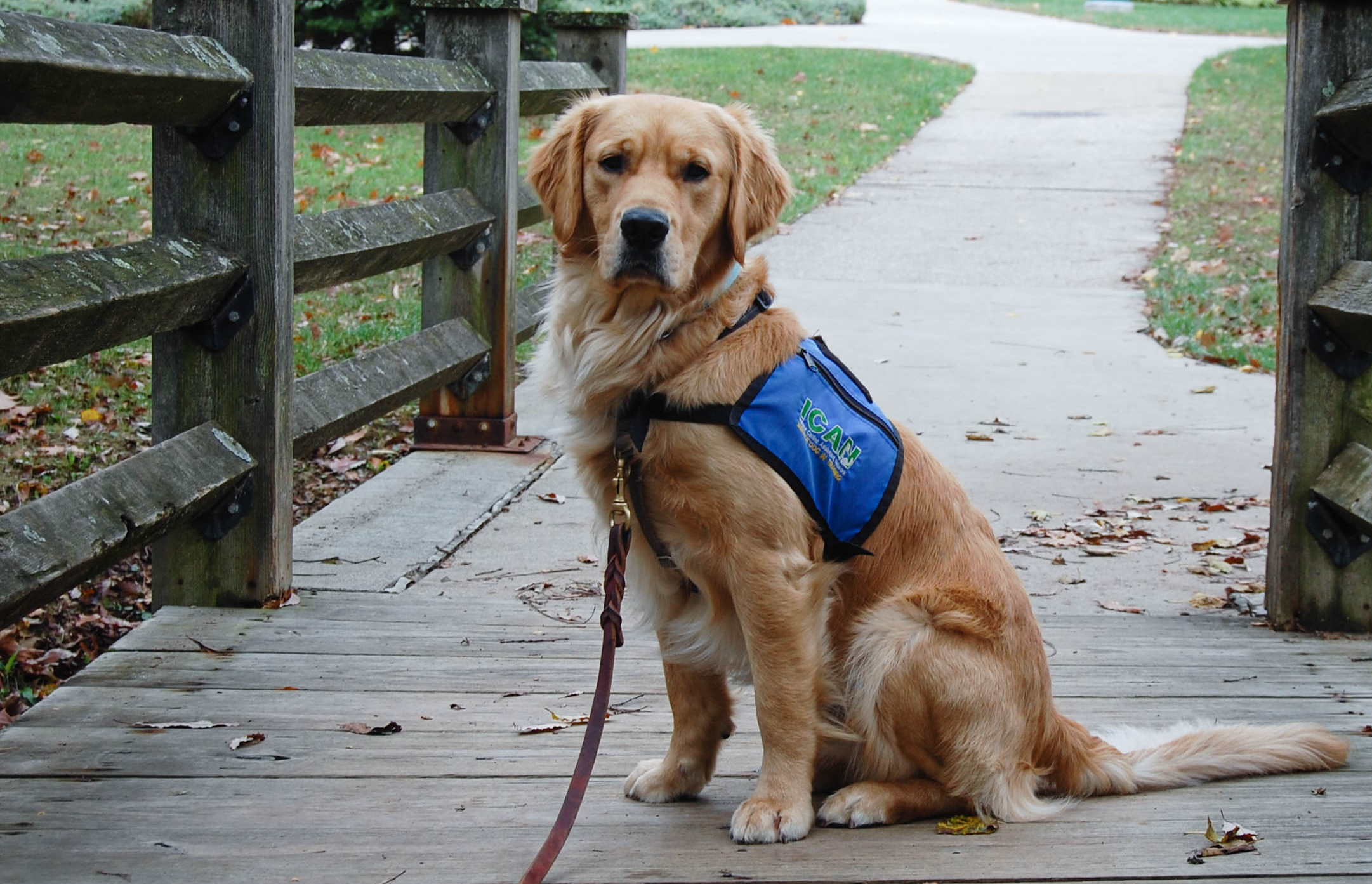 Accredited Service Dog Training & Placement | ICAN