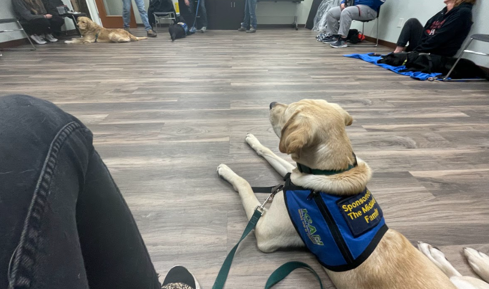 Learn about the process of training and placement for our veteran service dogs.